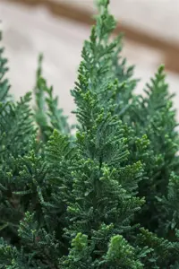 Chamaecyparis l. 'Little Spire'