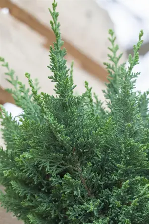 Chamaecyparis l. 'Little Spire' - 2 Ltr pot - image 2