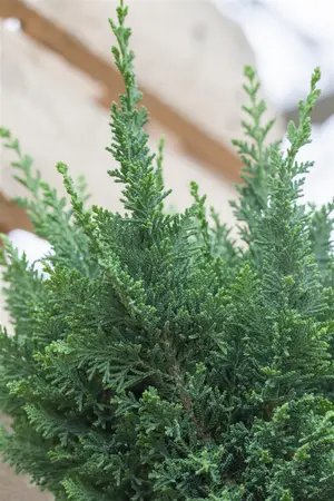 Chamaecyparis l. 'Little Spire' - 80-100 CM RB - image 2