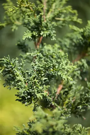 Chamaecyparis l. 'Lycopodioides' - LINERS 18 CEL TRAY P10,5 SIZE - image 3