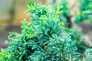 Chamaecyparis l. 'Lycopodioides' - LINERS 18 CEL TRAY P10,5 SIZE - image 4