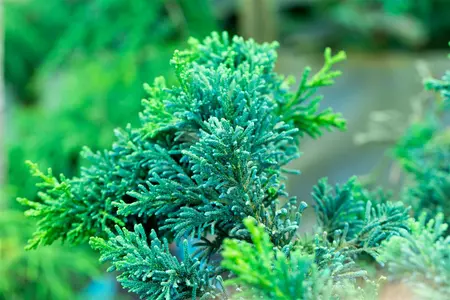 Chamaecyparis l. 'Lycopodioides' - 25-30 CM C3 - image 5