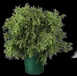 Chamaecyparis l. 'Lycopodioides'