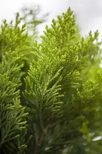 Chamaecyparis l. 'Minima Aurea'