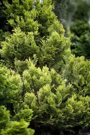 Chamaecyparis l. 'Minima Aurea' - 25-30 CM C3 - image 3