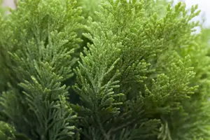 Chamaecyparis l. 'Minima Aurea' - P9 - image 4