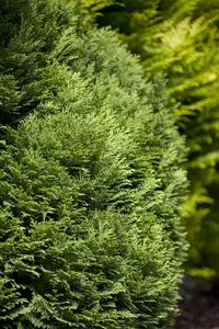 Chamaecyparis l. 'Minima Glauca' - P9 - image 2