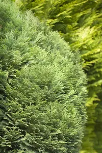 Chamaecyparis l. 'Minima Glauca' - P9 - image 4