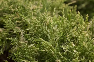 Chamaecyparis l. 'Pearly Swirls'?