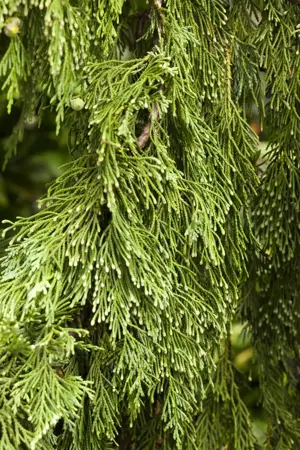 Chamaecyparis l. 'Pendula' - 40-60 CM C5 - image 2