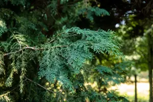 Chamaecyparis l. 'Robusta'