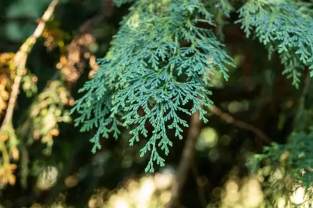 Chamaecyparis l. 'Robusta' - P11 - image 3