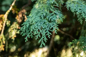 Chamaecyparis l. 'Robusta' - P11 - image 3