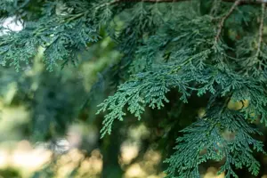 Chamaecyparis l. 'Robusta' - P11 - image 4