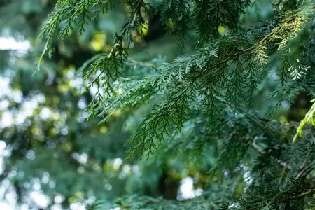 Chamaecyparis l. 'Robusta' - P11 - image 5