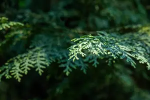 Chamaecyparis l. 'Robusta' - LINERS 32 CEL TRAY P7 SIZE - image 2