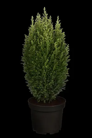 Chamaecyparis l. 'Snow White' - 2 Ltr pot - image 2