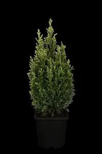Chamaecyparis l. 'Snow White' - 2 Ltr pot - image 3