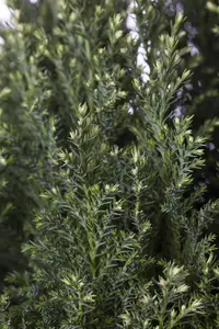 Chamaecyparis l. 'Snow White' - 1.5 Ltr pot - image 5