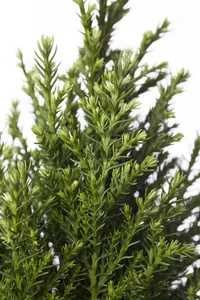 Chamaecyparis l. 'Snow White' - 1.5 Ltr pot - image 2