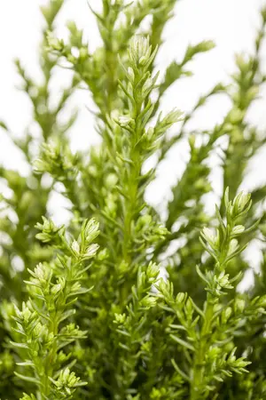 Chamaecyparis l. 'Snow White' - 1.5 Ltr pot - image 4