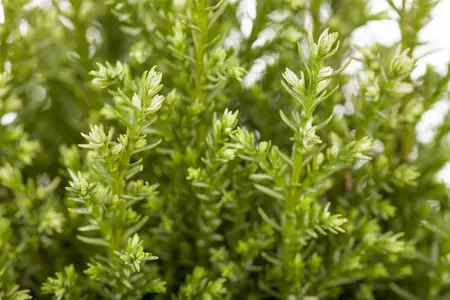 Chamaecyparis l. 'Snow White' - 1.5 Ltr pot - image 3