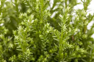 Chamaecyparis l. 'Snow White' - 1.5 Ltr pot - image 3