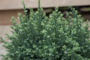 Chamaecyparis l. 'Snow White' - 1.5 Ltr pot - image 5