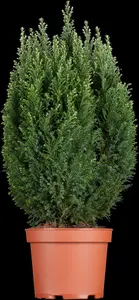 Chamaecyparis l. 'Snow White' - 2 Ltr pot - image 5