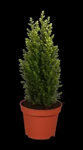 Chamaecyparis l. 'Snow White'