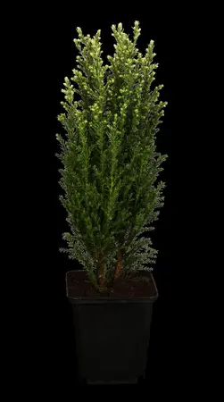 Chamaecyparis l. 'Snow White' - 2 Ltr pot - image 4