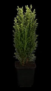 Chamaecyparis l. 'Snow White' - 2 Ltr pot - image 4