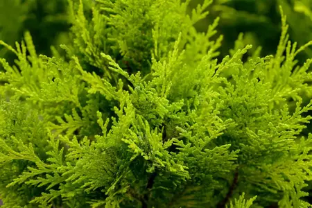 Chamaecyparis l. 'Stardust' - P9