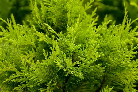 Chamaecyparis l. 'Stardust' - PON PON 120-140 CM C65