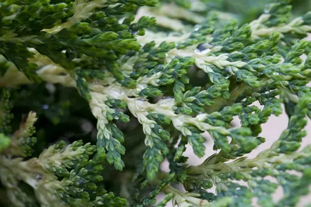 Chamaecyparis l. 'Sunkist' - LINERS 18 CEL TRAY P10,5 SIZE