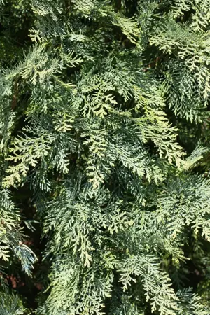 Chamaecyparis l. 'Van Pelt's Blue' - 2 Ltr pot - image 3