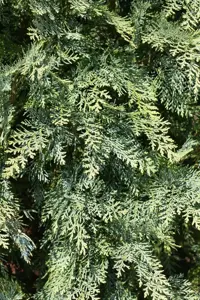 Chamaecyparis l. 'Van Pelt's Blue' - 200-225 CM RB - image 3