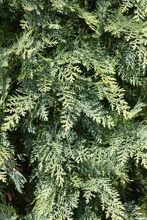 Chamaecyparis l. 'Van Pelt's Blue' - 1.5 Ltr pot - image 3