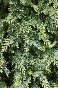 Chamaecyparis l. 'Van Pelt's Blue' - 1.5 Ltr pot - image 3