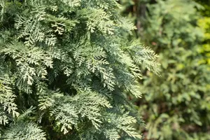 Chamaecyparis l. 'Van Pelt's Blue'