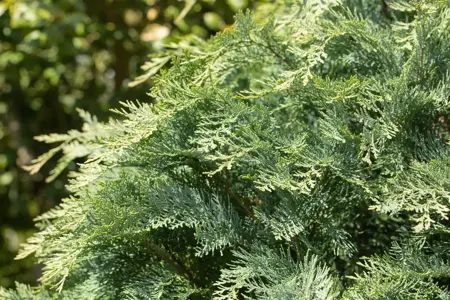 Chamaecyparis l. 'Van Pelt's Blue' - PLUG/CELGROWN 144 CEL TRAY - image 2