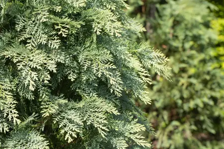 Chamaecyparis l. 'Van Pelt's Blue' - 2 Ltr pot - image 1