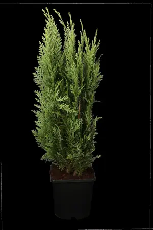 Chamaecyparis l. 'White Spot' - P10.5 - image 1