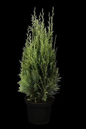 Chamaecyparis l. 'White Spot' - 60-80 CM RB - image 2