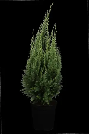 Chamaecyparis l. 'White Spot' - 60-80 CM RB - image 3