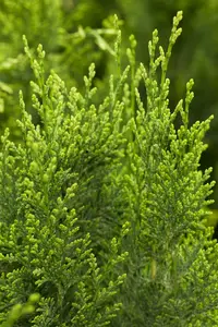 Chamaecyparis l. 'White Spot' - 1.5 Ltr pot - image 3