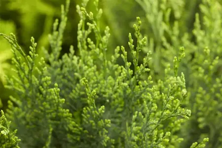 Chamaecyparis l. 'White Spot' - PLUG/CELGROWN 144 CEL TRAY - image 4