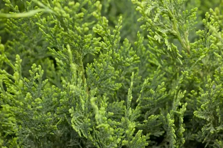 Chamaecyparis l. 'White Spot' - PLUG/CELGROWN 144 CEL TRAY - image 5