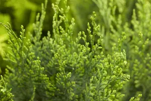 Chamaecyparis l. 'White Spot' - 1.5 Ltr pot - image 1