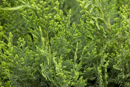 Chamaecyparis l. 'White Spot' - 1.5 Ltr pot - image 2